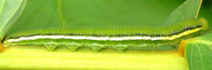 Larvae